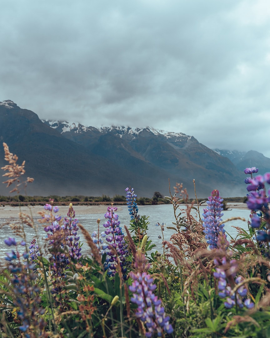 Purple flowers in the foreground with a river and mountains in the background under a cloudy sky.