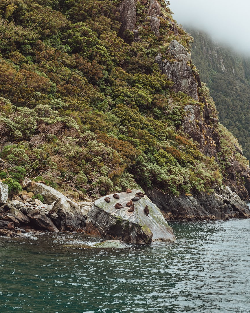 Seals are basking on a rock in a greenery-fringed waterway.