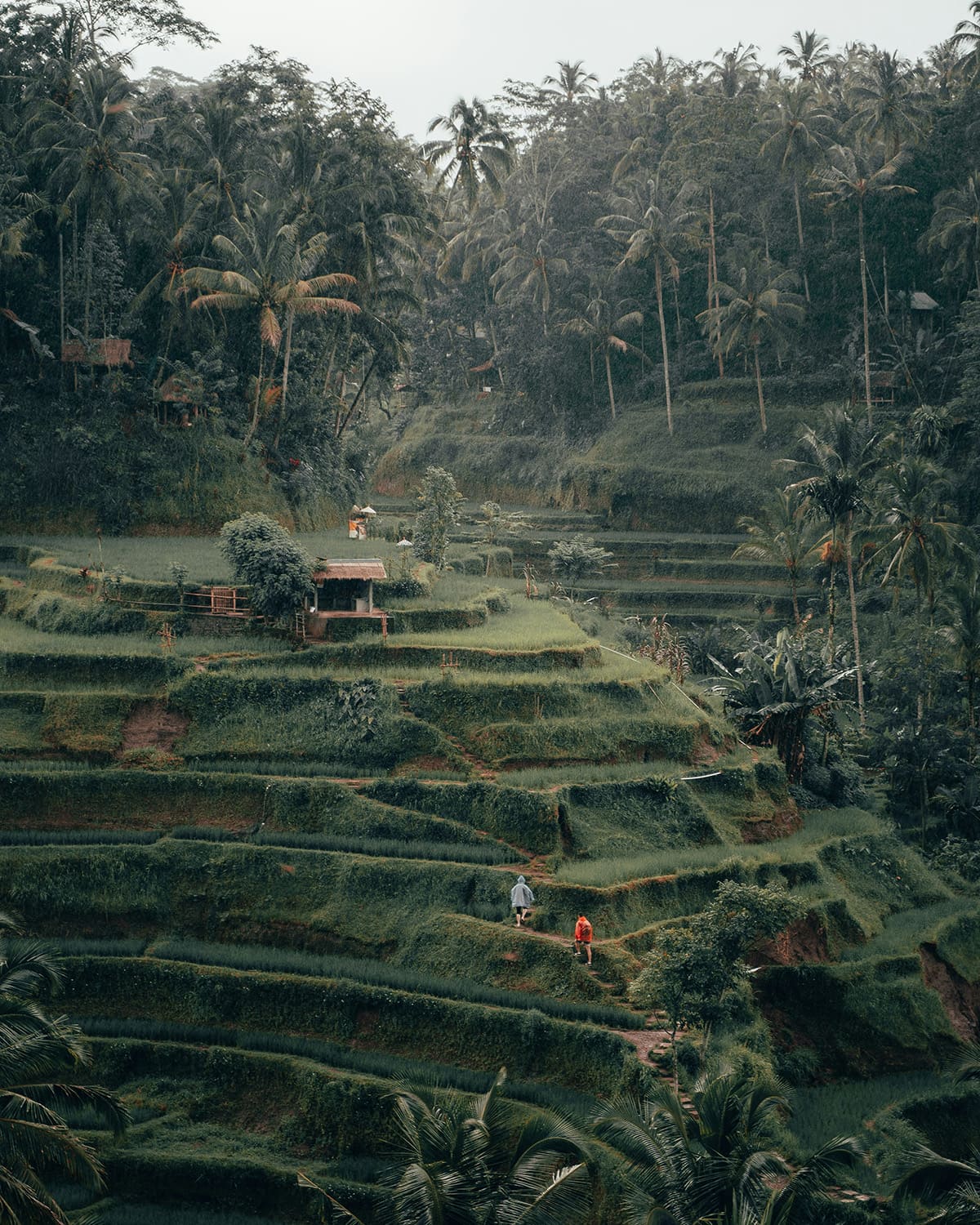 Bali Rice Fields: 11 Best Rice Terraces You Should Visit
