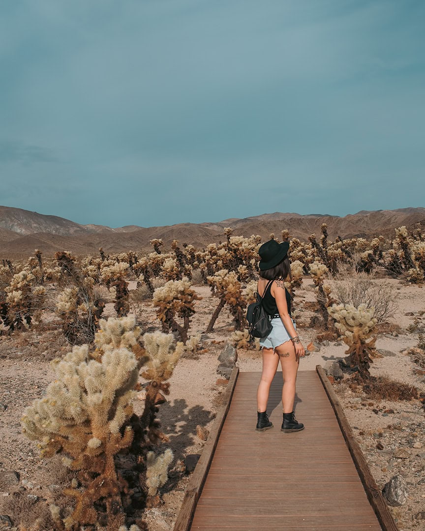 A woman in a hat and backpack standing on a wooden walkway surrounded by cholla cacti in the desert with mountains in the background.