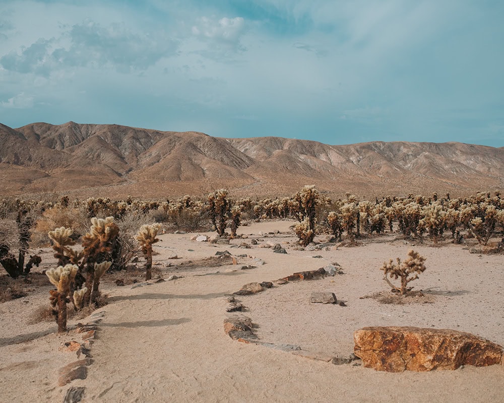 A sandy path leading through a field of cholla cacti with mountains in the background under a clear blue sky.