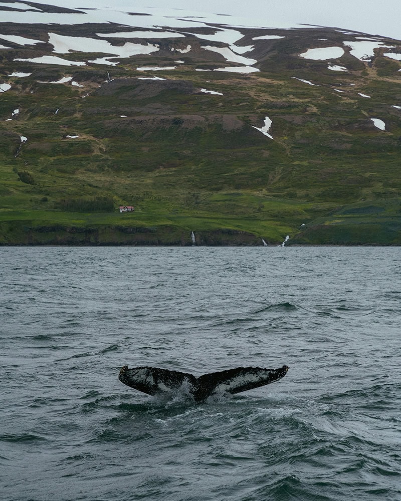 A whale's tail sticks out of the ocean as it dives, with snow-patched hills and waterfalls in the background. Whale watching, Iceland.