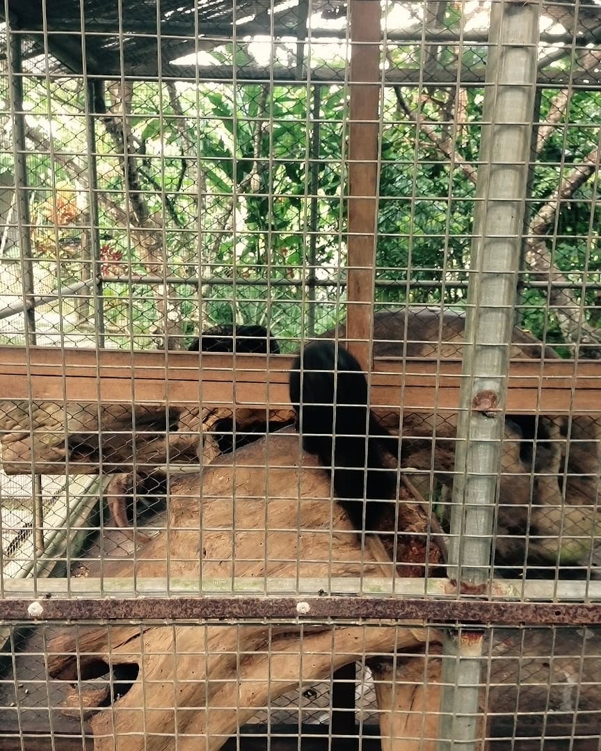 A civet rests inside a wooden and wire enclosure, surrounded by logs and shaded by mesh roofing, with tropical greenery outside the cage.