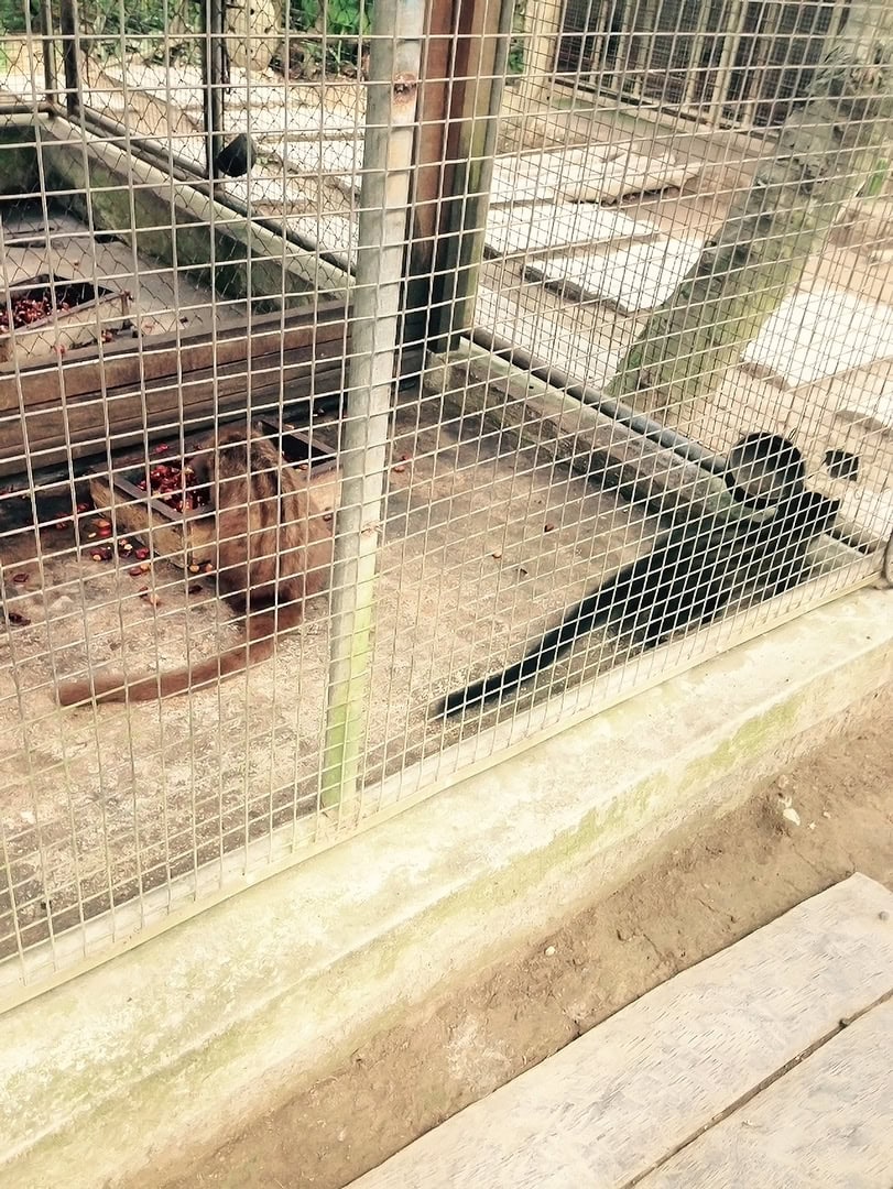 Two civets, one dark and one brown, lie inside a wire enclosure on a dirt floor with scattered coffee cherries.