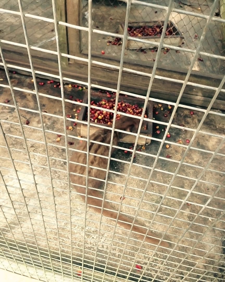 A brown civet eats red coffee cherries inside a wire cage, surrounded by wooden enclosures and mesh fencing.