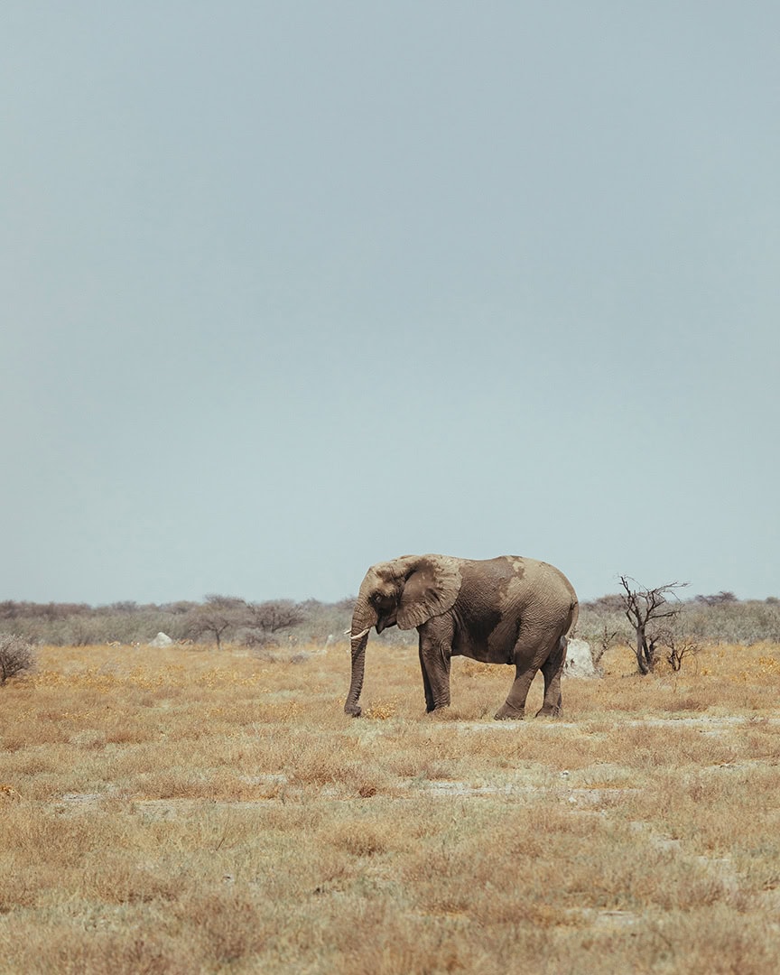 A lone elephant walks across a flat dry landscape with sparse vegetation under a pale blue sky near Namutoni campsite.