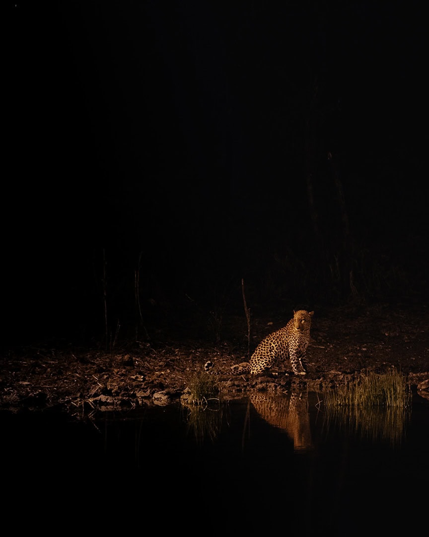 Leopard sitting at the edge of a waterhole in Onguma at night illuminated by a spotlight. Its reflection is visible in the dark water.
