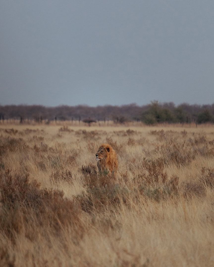 A male lion with a full mane walks through dry grass, looking forward with focus as it moves across the savanna.
