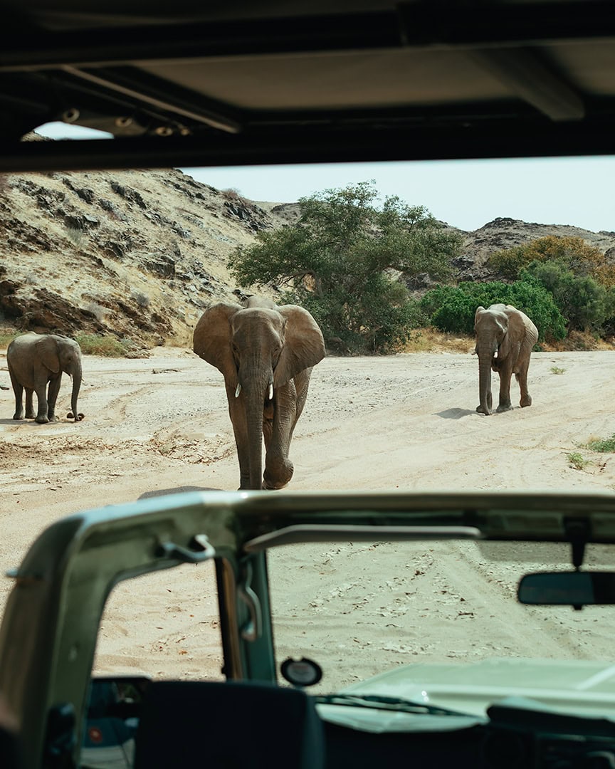 Three elephants walking along a dusty road viewed from inside a safari vehicle in Damaraland. The landscape is dry with rocky hills and scattered trees.