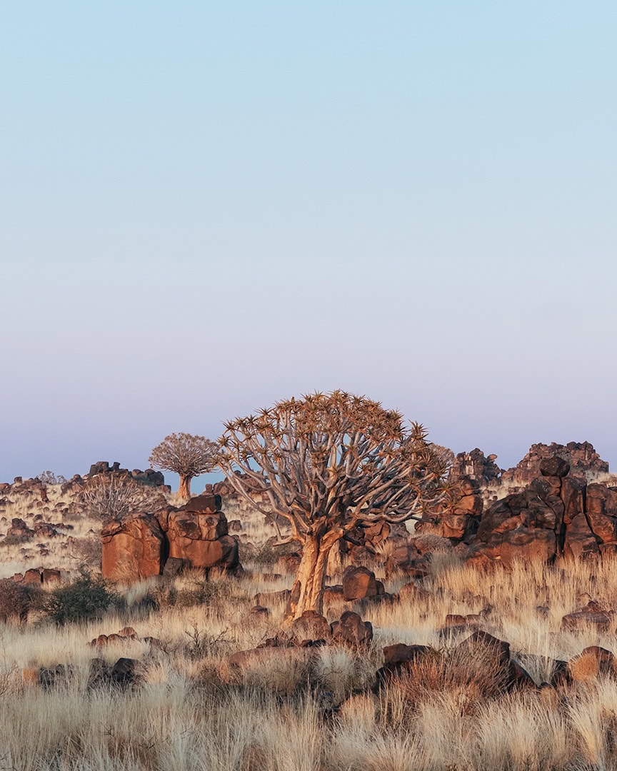 Quiver trees growing among granite boulders and dry grass at Garas Park near Keetmanshoop, southern Namibia, glowing in warm golden hour light.