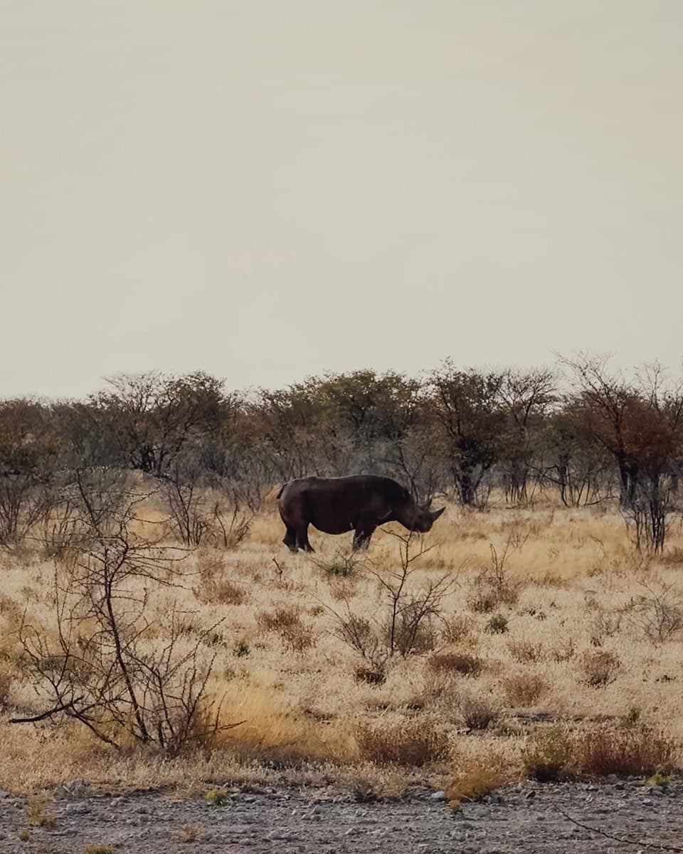 A black rhino walks slowly through dry grassland with sparse bushes near Okaukuejo campsite.