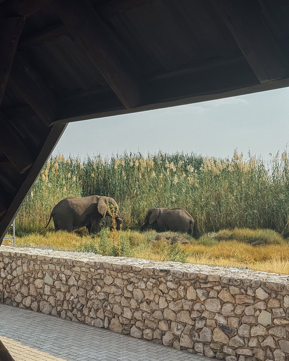 Two elephants walk through green vegetation behind a low stone wall, viewed from a shaded structure with a roof overhead at Namutoni waterhole.